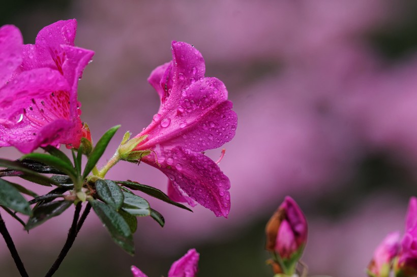 粉色和白色的杜鹃花图片