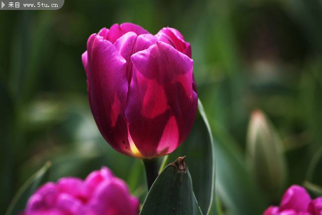 郁金香花图片高清壁纸