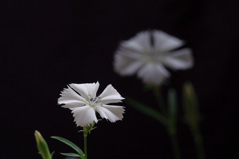 白色石竹花图片