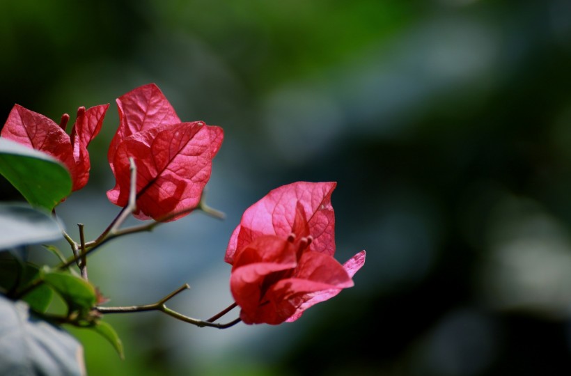 紅色三角梅圖片