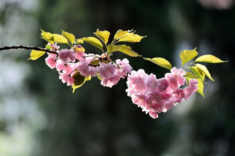 粉色的樱花图片