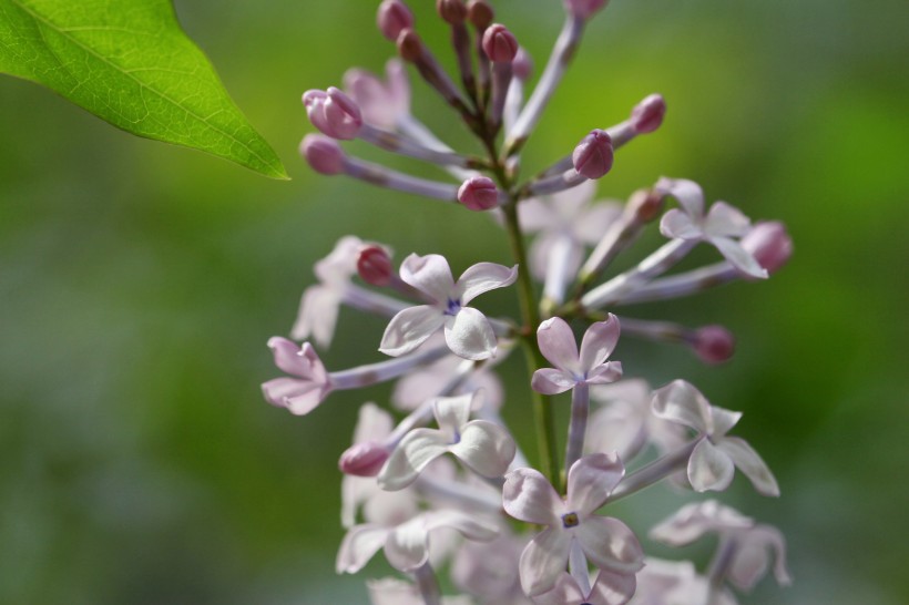 丁香花图片