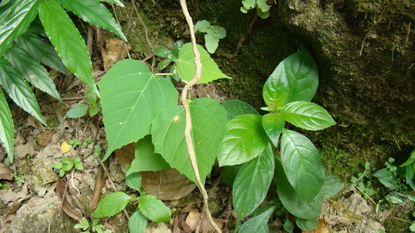 山间野草图片