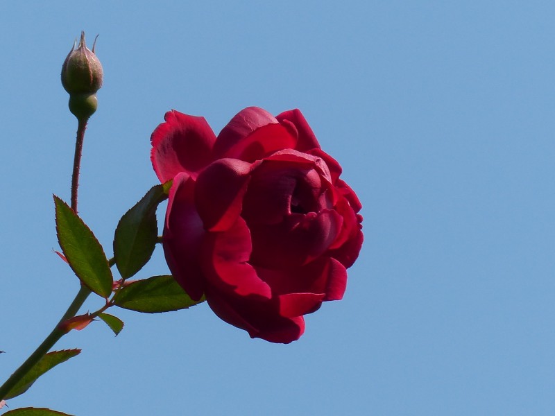 枣红色的月季花图片