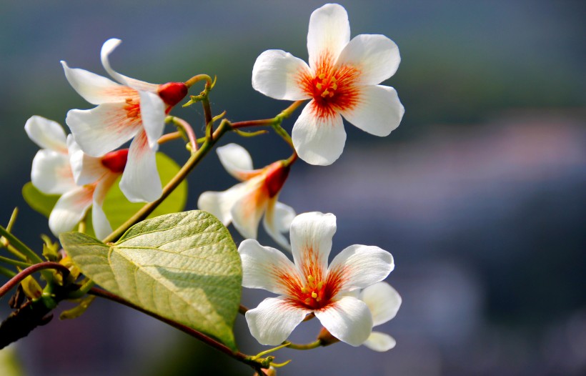 白色桐子花图片