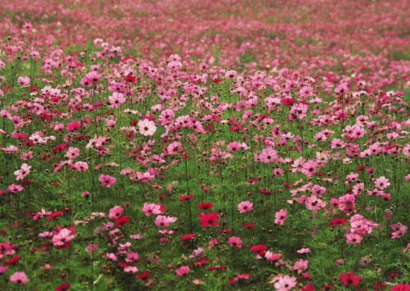 粉色花丛图片