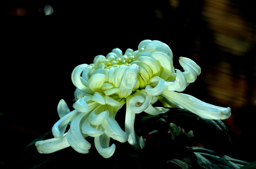 北京植物園菊花圖片