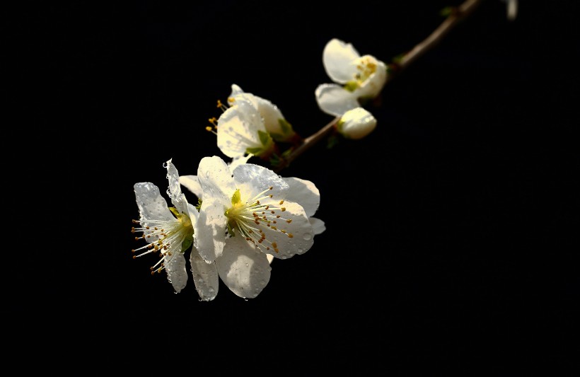 山桃花图片