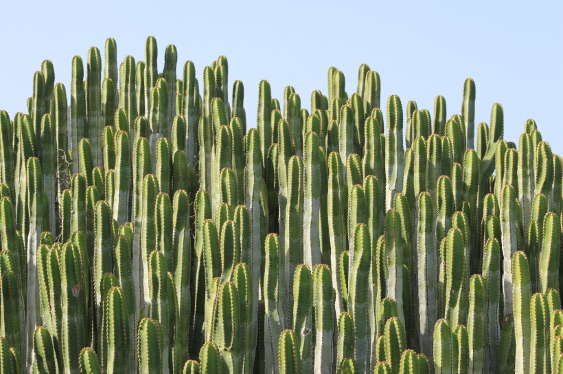 多肉植物仙人掌圖片