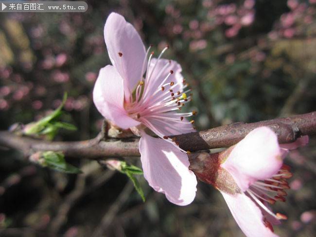 春天的桃花实拍图片