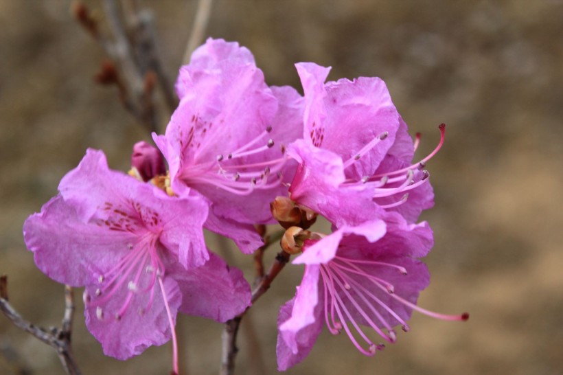 长春御花园金达莱花图片