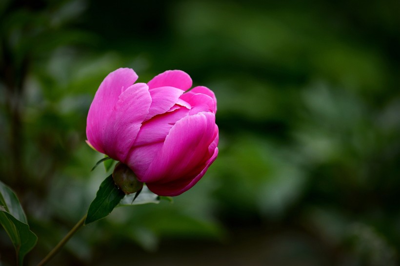 艳丽芍药花图片