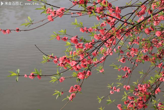 早春娇媚迷人的红梅花图片
