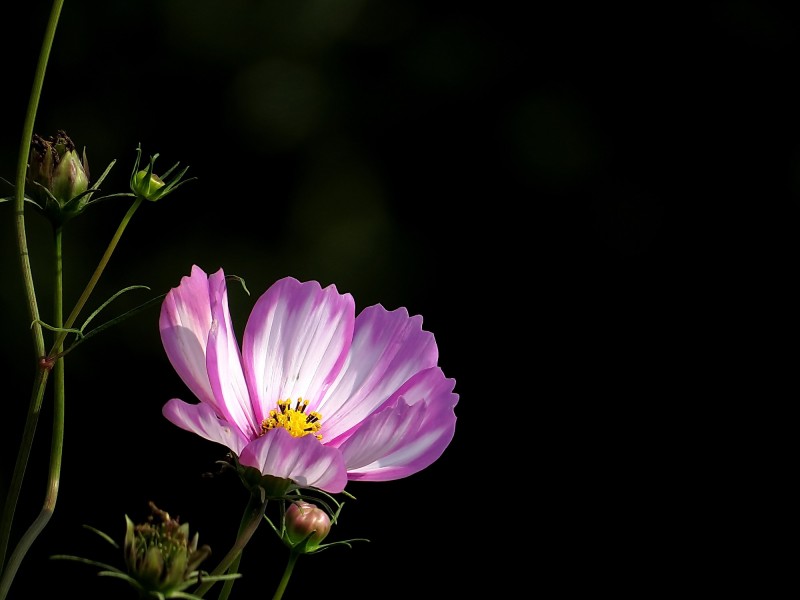 秋艳格桑花图片