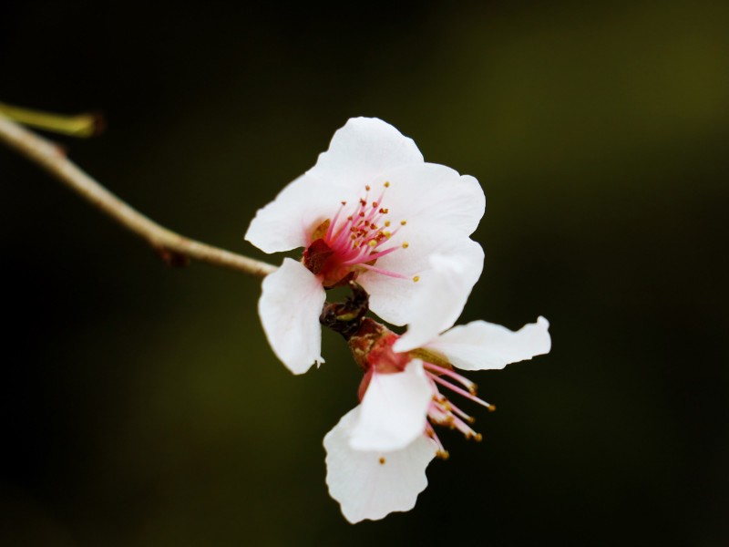 春日桃花圖片