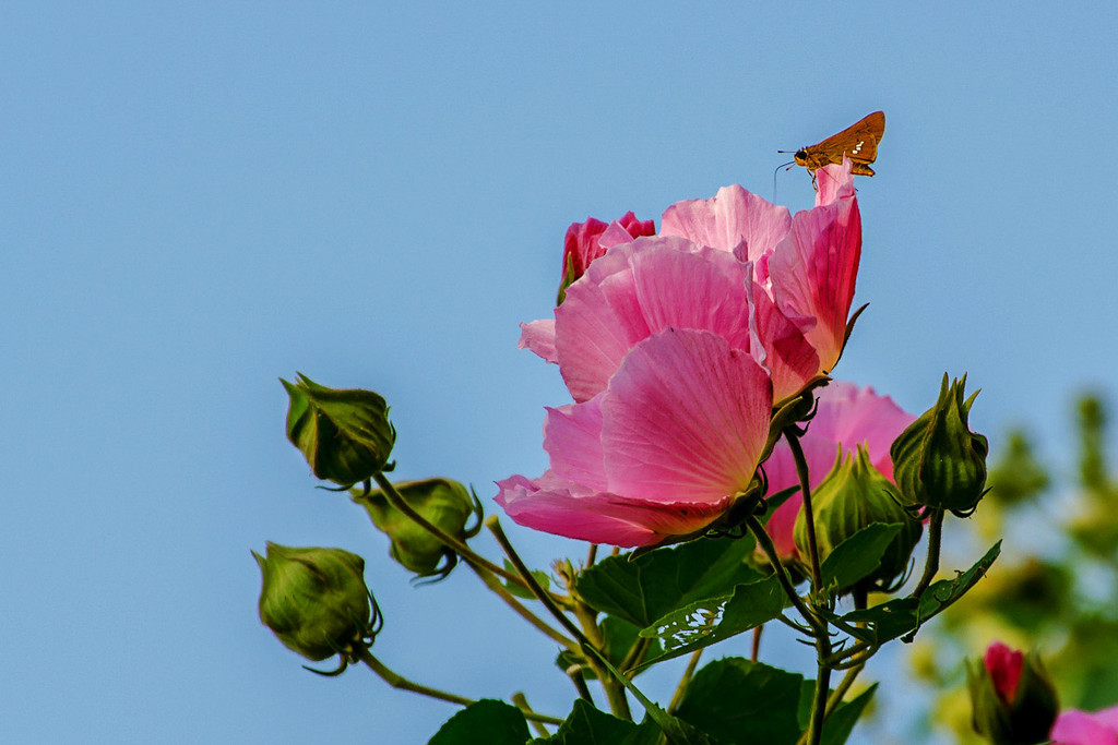 木槿花開(kāi)慶國(guó)慶