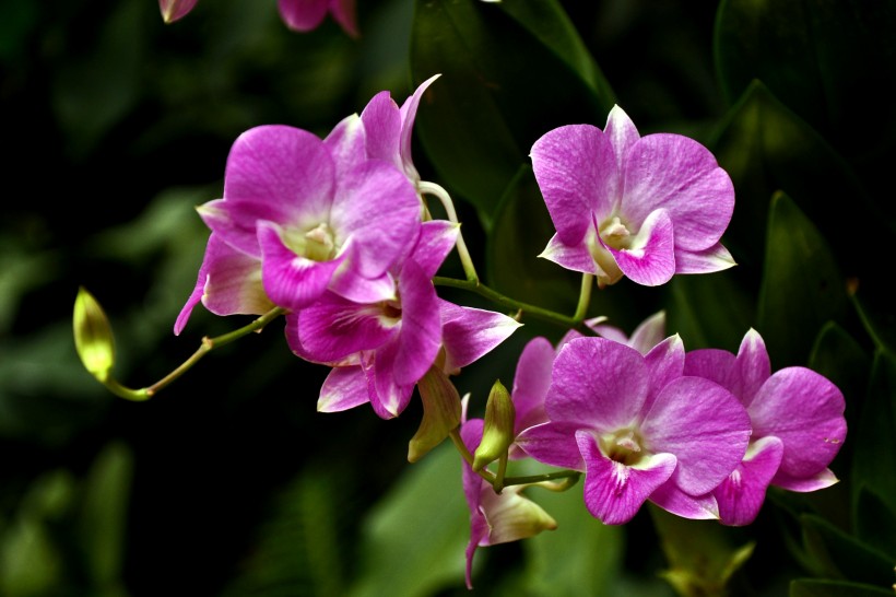 新加坡胡姬花（蘭花）花卉圖片