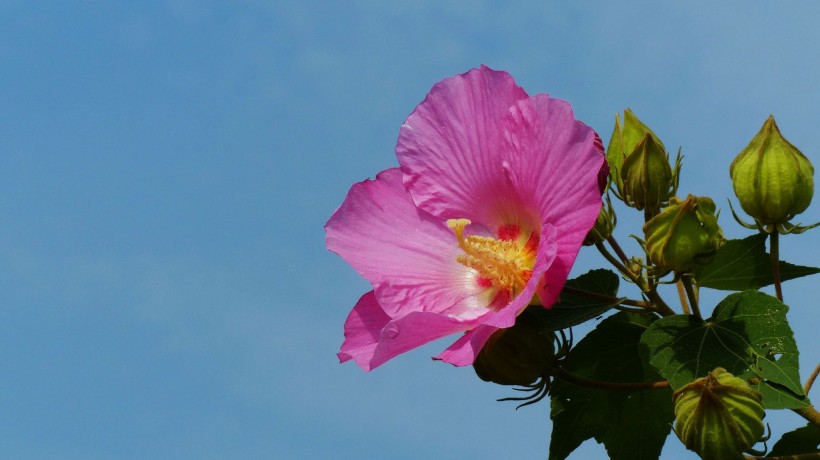 芙蓉花图片