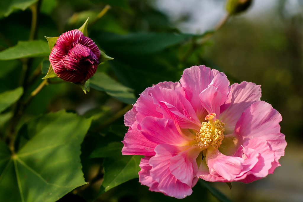 木槿花開(kāi)慶國(guó)慶