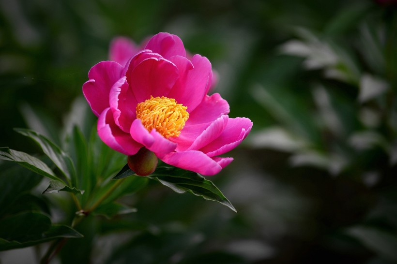 艳丽芍药花图片