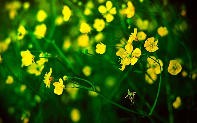 唯美油菜花特寫圖片