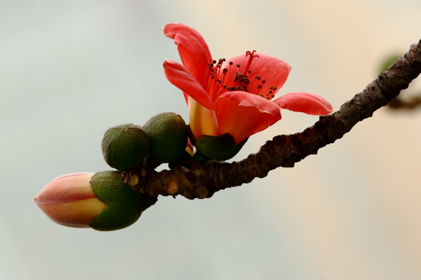 木棉花图片