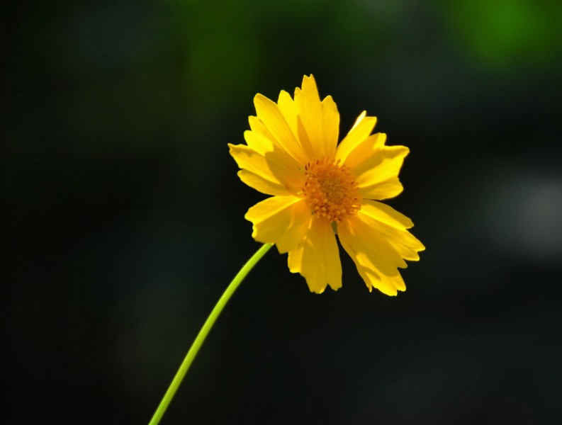 黄色金鸡菊花卉图片