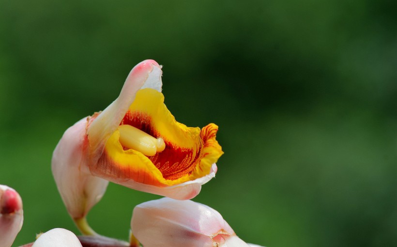 野姜花圖片