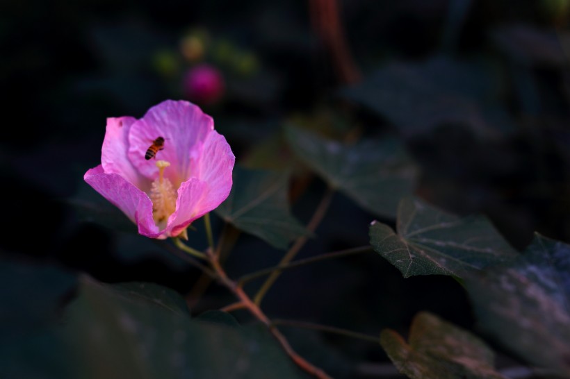 溪边粉色木棉花图片