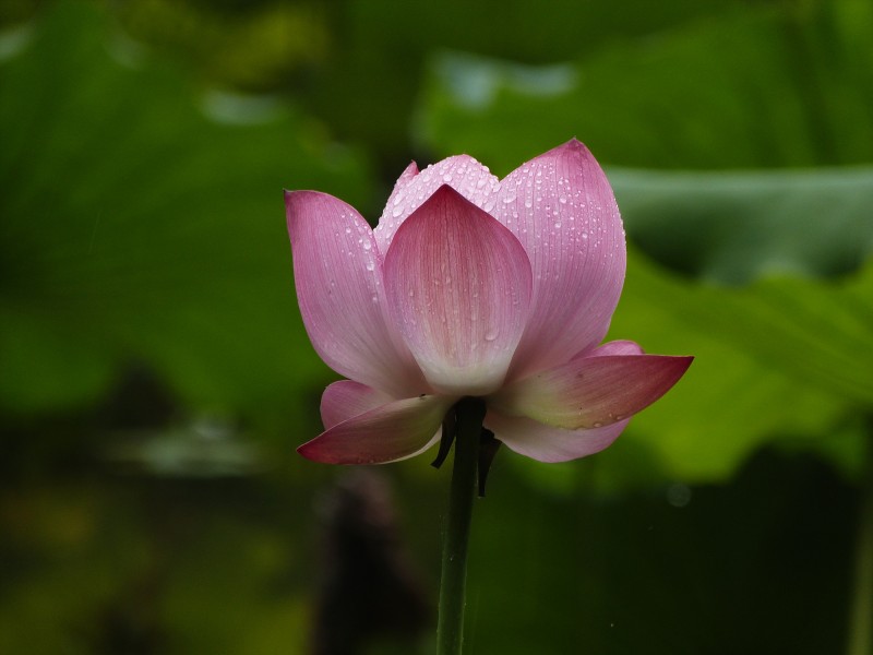 雨中荷花图片