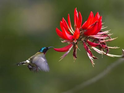 龙牙花与花蜜鸟