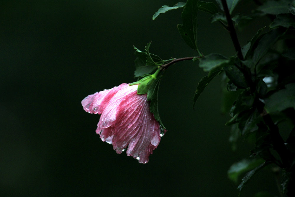 大雨后的木槿花