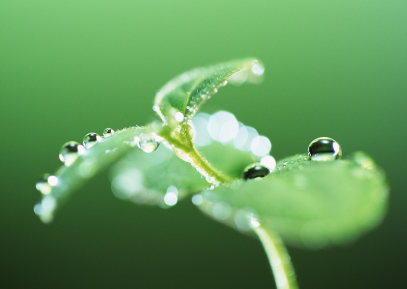 绿叶上的水珠图片