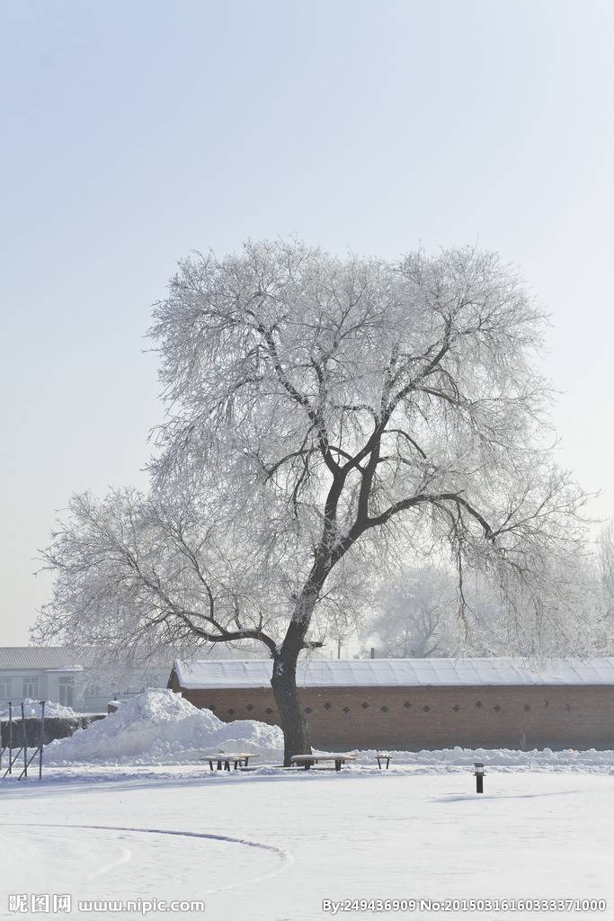 冬日白榆樹圖片屹立雪地