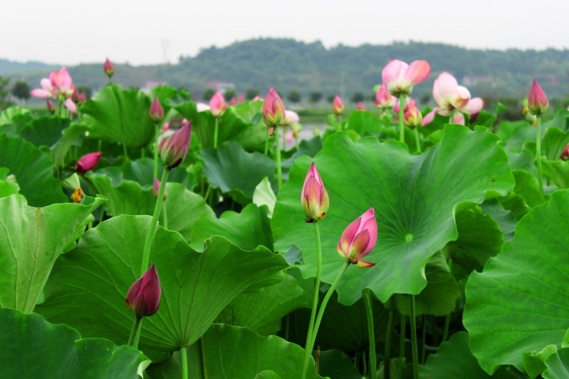 夏日荷花图片