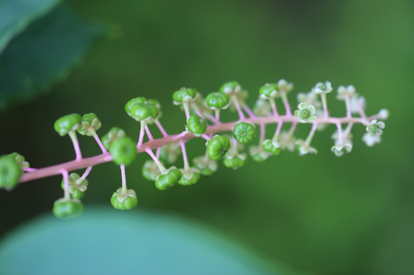 草本植物商路圖片