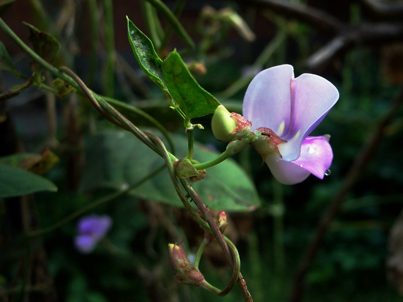 豆角花圖片