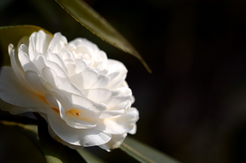 白色山茶花圖片