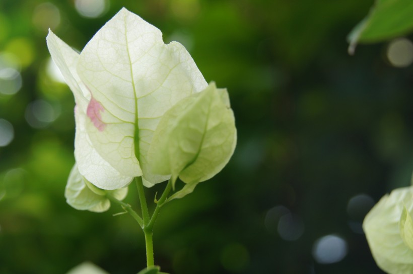 白色三角梅花卉圖片