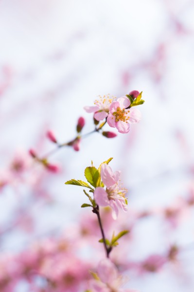 春风里盛开的桃花图片