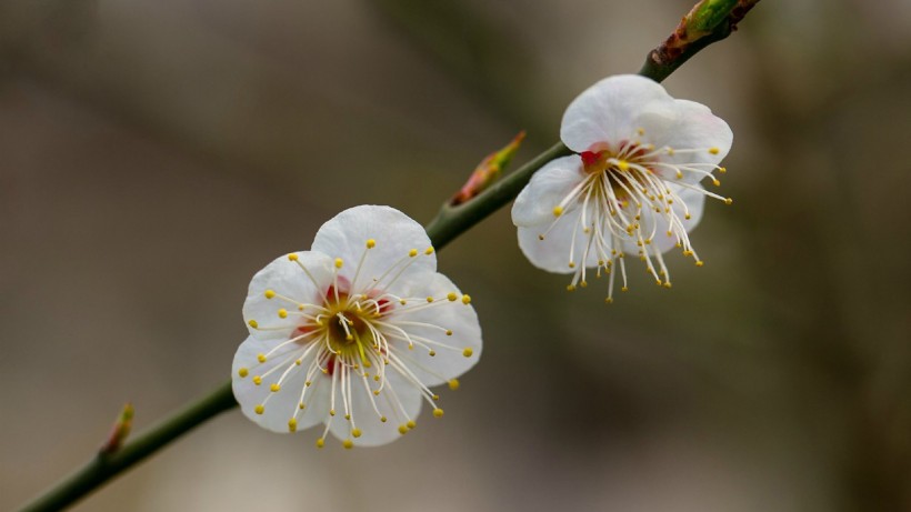 白色梅花图片