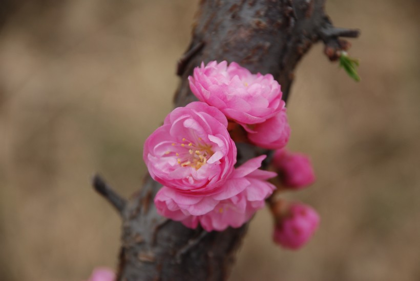 桃花图片