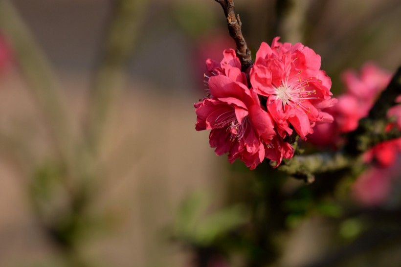 红色碧桃花图片