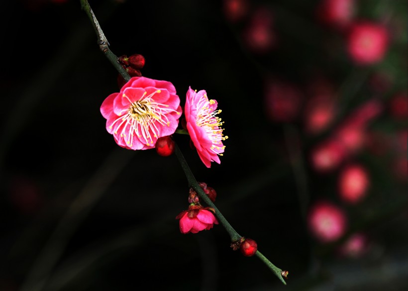 灿烂的梅花图片