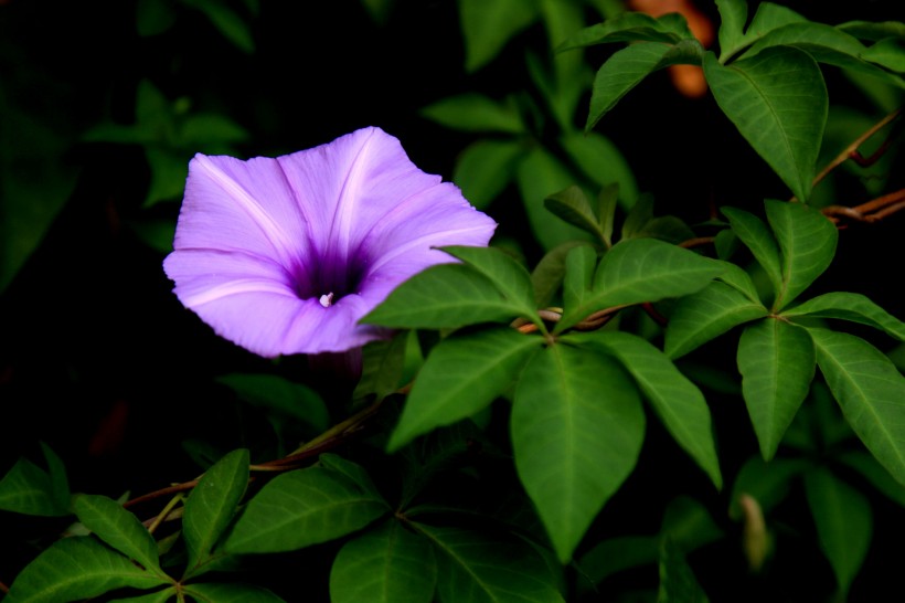 紫色牵牛花图片