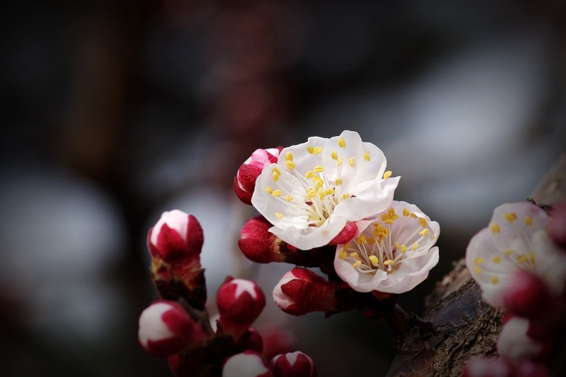 纯洁的杏花图片