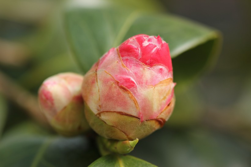 漂亮的山茶花圖片