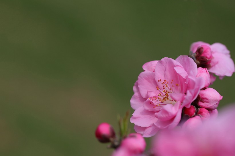 桃花圖片