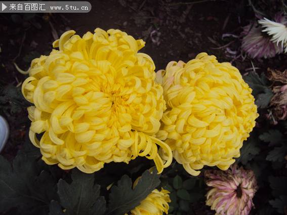 金黄色的菊花实拍图片
