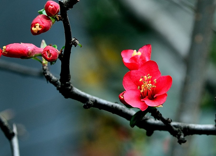 海棠花图片